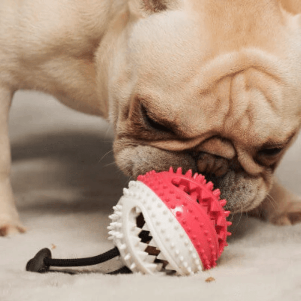 Cuerda de Tiro para Perros - PupHappy